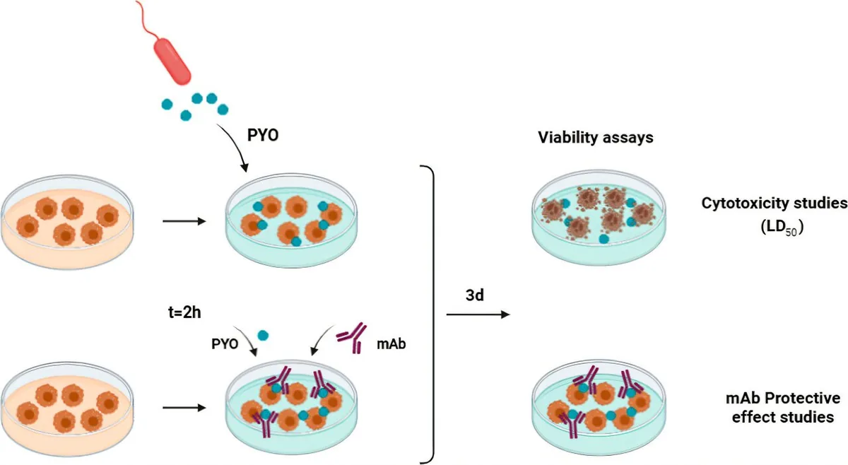 New Antibody Shields Immune Cells from Hospital Superbug Toxin In Vitro